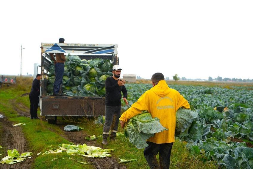 Türkiye'nin önemli tarım merkezlerinden Muş Ovası'nda hasat başladı: Şehrin ekonomisine 165 milyon liralık katkı bekleniyor