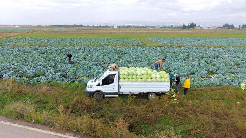 Türkiye'nin önemli tarım merkezlerinden Muş Ovası'nda hasat başladı: Şehrin ekonomisine 165 milyon liralık katkı bekleniyor