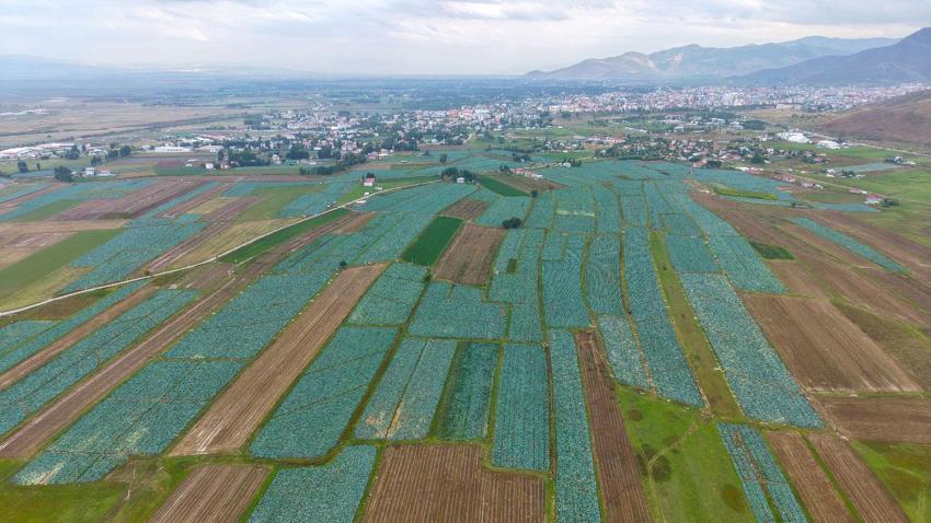Türkiye'nin önemli tarım merkezlerinden Muş Ovası'nda hasat başladı: Şehrin ekonomisine 165 milyon liralık katkı bekleniyor