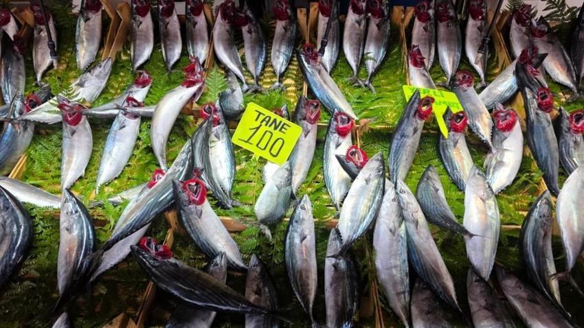 Bandırma balık hali’nde dev palamut akını: 1 kilosu 100 liraya düştü, tezgâhlarda kuyruklar oluştu!