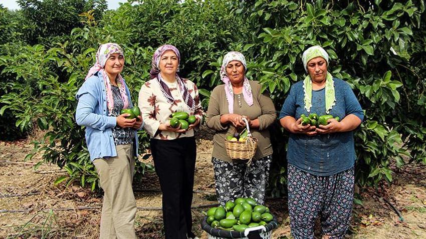 Adana'da hasat devam ederken kilo fiyatı 110 liraya düşünce kapışıldı! Ağaç başına 80 kilo verim alıyor