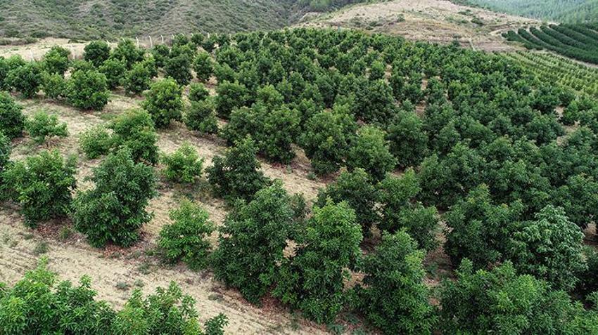 Adana'da hasat devam ederken kilo fiyatı 110 liraya düşünce kapışıldı! Ağaç başına 80 kilo verim alıyor