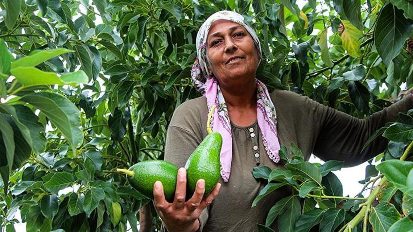 Adana'da hasat devam ederken kilo fiyatı 110 liraya düşünce kapışıldı! Ağaç başına 80 kilo verim alıyor
