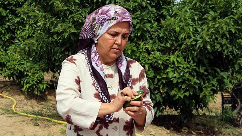Adana'da hasat devam ederken kilo fiyatı 110 liraya düşünce kapışıldı! Ağaç başına 80 kilo verim alıyor