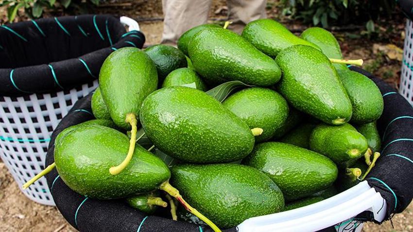 Adana'da hasat devam ederken kilo fiyatı 110 liraya düşünce kapışıldı! Ağaç başına 80 kilo verim alıyor