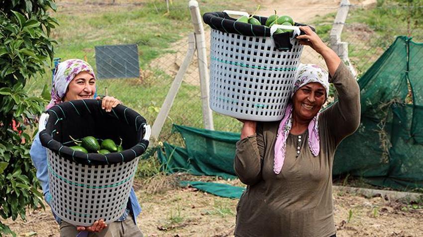 Adana'da hasat devam ederken kilo fiyatı 110 liraya düşünce kapışıldı! Ağaç başına 80 kilo verim alıyor