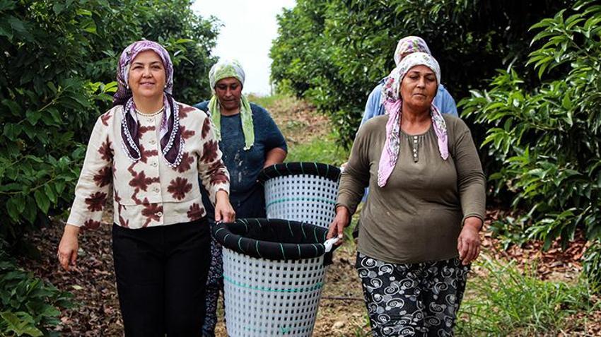 Adana'da hasat devam ederken kilo fiyatı 110 liraya düşünce kapışıldı! Ağaç başına 80 kilo verim alıyor