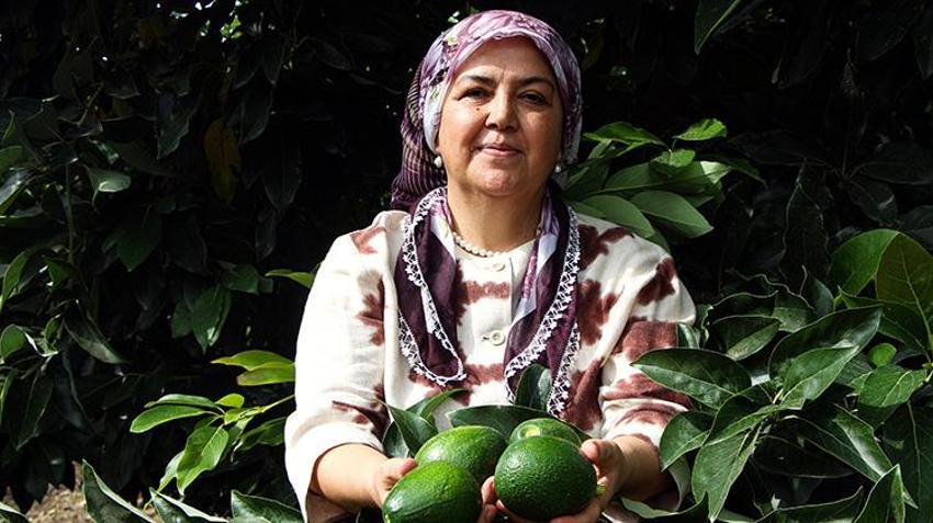 Adana'da hasat devam ederken kilo fiyatı 110 liraya düşünce kapışıldı! Ağaç başına 80 kilo verim alıyor