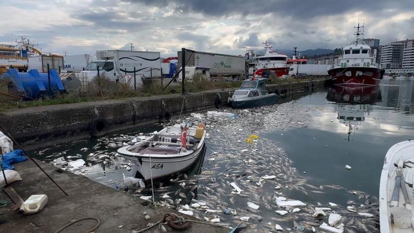 Rize'de kıyıya vuran ölü palamutlar temizlendi: Kirazlık Limanı'nı saran ağır kokuya son verildi!