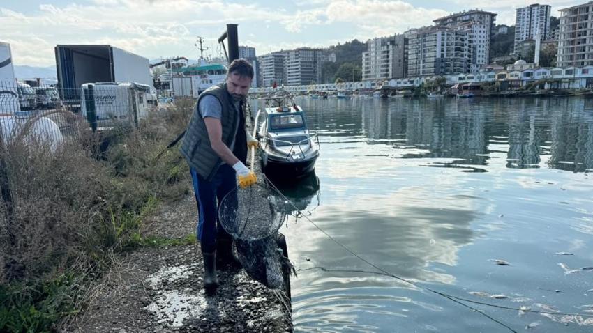Rize'de kıyıya vuran ölü palamutlar temizlendi: Kirazlık Limanı'nı saran ağır kokuya son verildi!