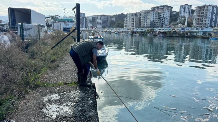 Rize'de kıyıya vuran ölü palamutlar temizlendi: Kirazlık Limanı'nı saran ağır kokuya son verildi!