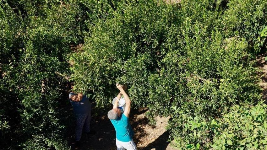 Bodrum’da üreticiye dev yerel destek: Bodrum Belediyesi 104 üreticiden 62,5 ton yeşil mandalin satın aldı!