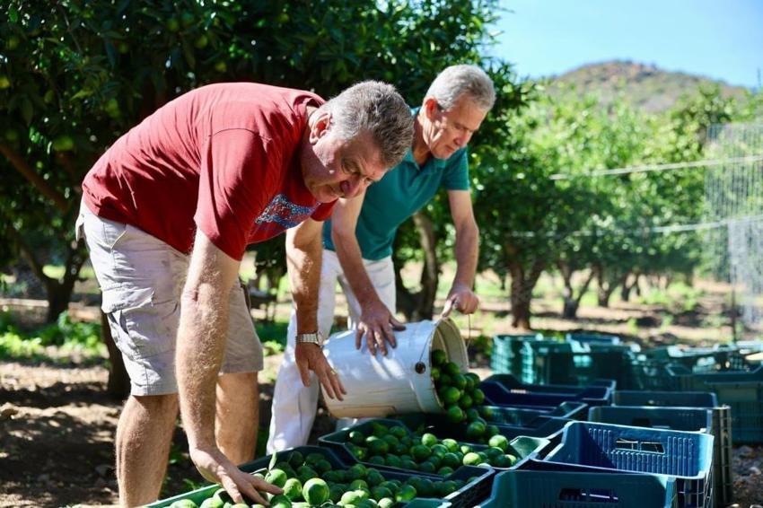 Bodrum’da üreticiye dev yerel destek: Bodrum Belediyesi 104 üreticiden 62,5 ton yeşil mandalin satın aldı!