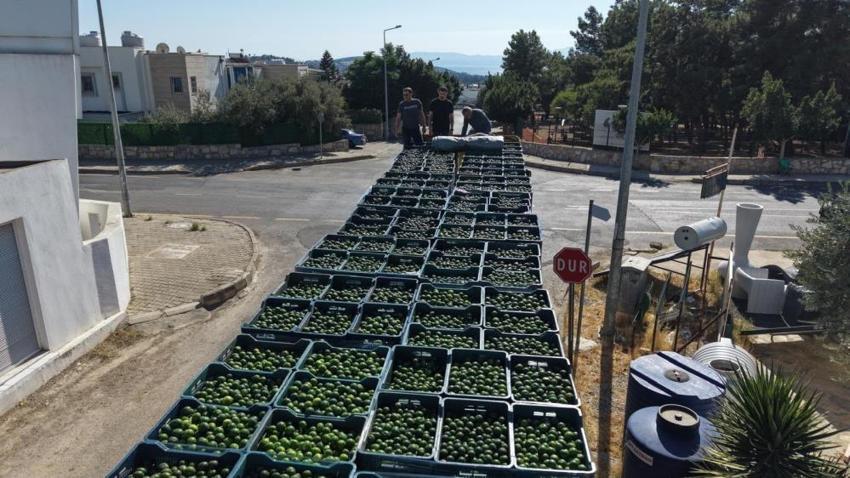 Bodrum’da üreticiye dev yerel destek: Bodrum Belediyesi 104 üreticiden 62,5 ton yeşil mandalin satın aldı!