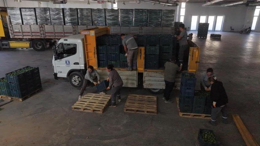 Bodrum’da üreticiye dev yerel destek: Bodrum Belediyesi 104 üreticiden 62,5 ton yeşil mandalin satın aldı!