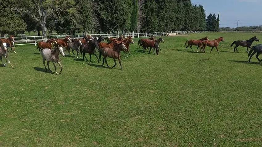7 ASIRDIR AYNI YERDE YETİŞTİRİLİYOR! Bursa'dan çıktı, 12 milyon liraya satıldı