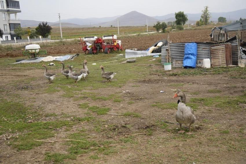 Sürüsü onu dışladı, o kendisine yeni bir aile buldu! Gümüşhane'de sıra dışı dostluk