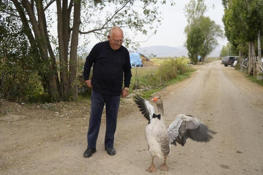 Sürüsü onu dışladı, o kendisine yeni bir aile buldu! Gümüşhane'de sıra dışı dostluk