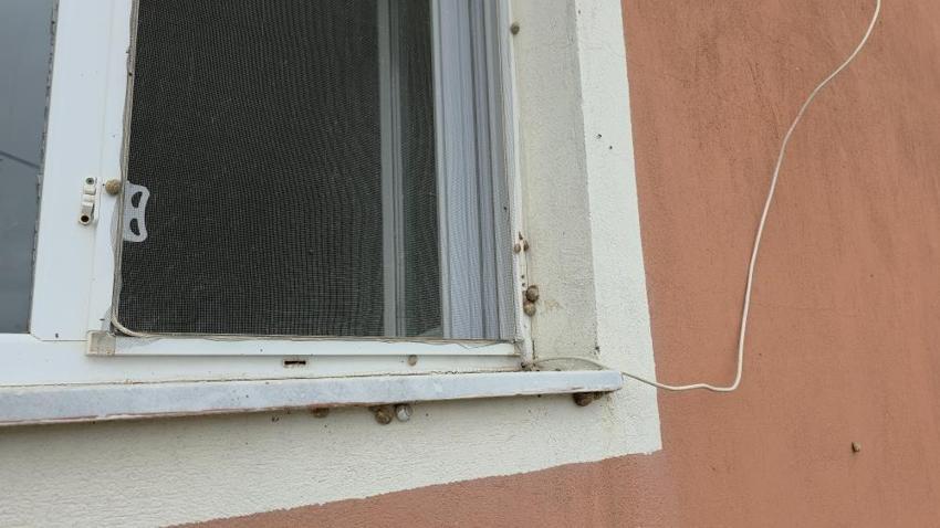 Hatay'da deprem sonrası salyangoz istilası! Vatandaşlar ektikleri sebzeleri yiyemiyor