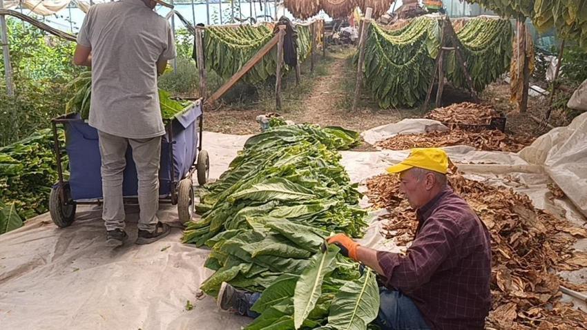 Bilecik'te deneme amaçlı ekti, sonucu görünce şaşırdı! 250 bin TL kazandıran ürün ilçenin yeni gelir kapısı oldu