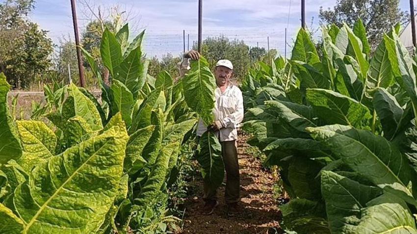 Bilecik'te deneme amaçlı ekti, sonucu görünce şaşırdı! 250 bin TL kazandıran ürün ilçenin yeni gelir kapısı oldu