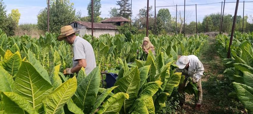 Bilecik'te deneme amaçlı ekti, sonucu görünce şaşırdı! 250 bin TL kazandıran ürün ilçenin yeni gelir kapısı oldu
