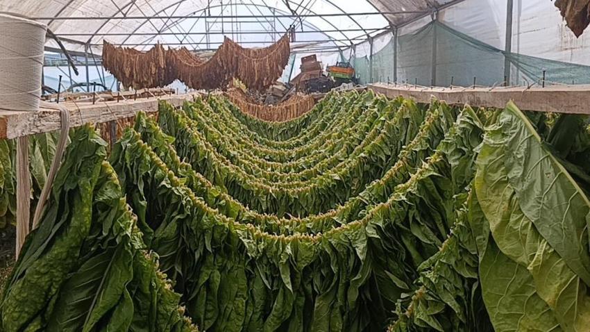 Bilecik'te deneme amaçlı ekti, sonucu görünce şaşırdı! 250 bin TL kazandıran ürün ilçenin yeni gelir kapısı oldu