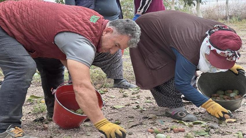 'Olmaz' denileni başardılar! Fabrikanın boş arazisine ekti, şimdi tonlarca rekolte bekliyor