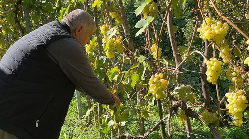Cumhurbaşkanına gönderilen sır Üzüm Yusufeli'nden çıktı: Kilo fiyatı 200 TL! Çekirdeği yok derecede küçük, şekeri tam yerinde!