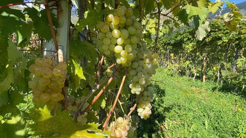 Cumhurbaşkanına gönderilen sır Üzüm Yusufeli'nden çıktı: Kilo fiyatı 200 TL! Çekirdeği yok derecede küçük, şekeri tam yerinde!