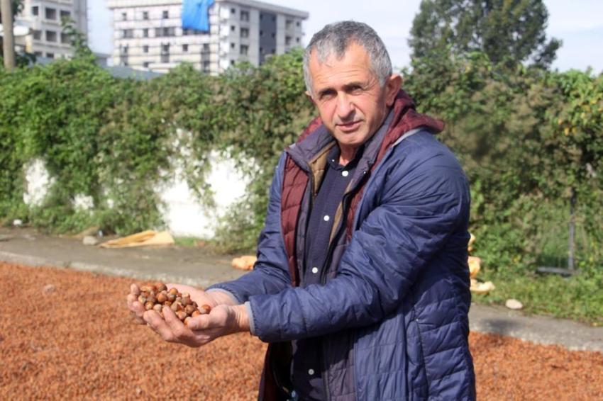 Yağmur fındığı vurdu: Üretici mahsulünü kurtarmak için sahile indi