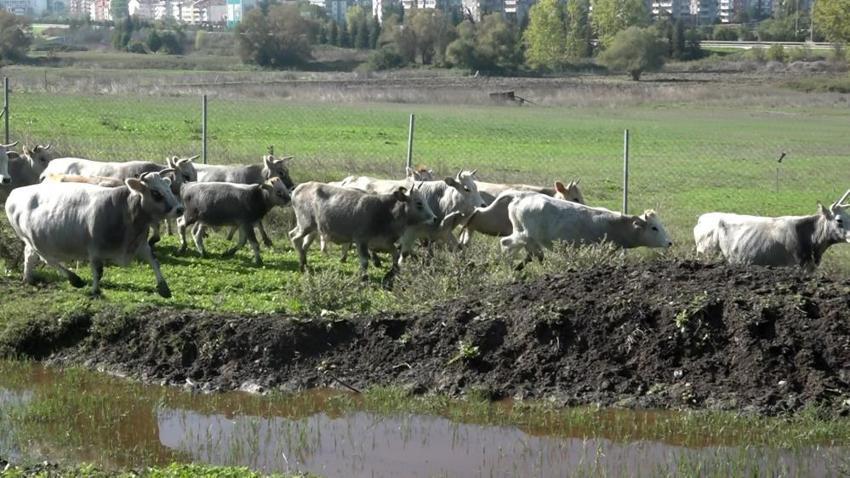 Bursa'da tıp ve hayvancılık tarihine geçecek başarı! Yerli sığır hem et üretecek hem ormanları koruyacak
