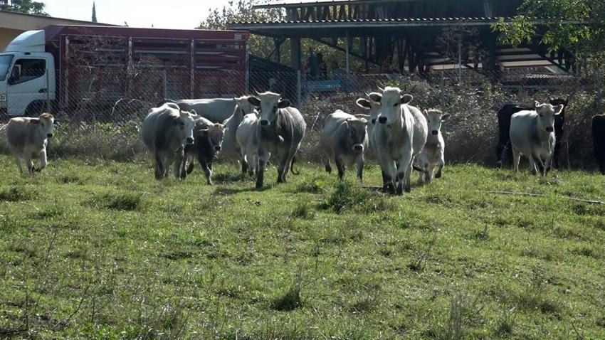 Bursa'da tıp ve hayvancılık tarihine geçecek başarı! Yerli sığır hem et üretecek hem ormanları koruyacak