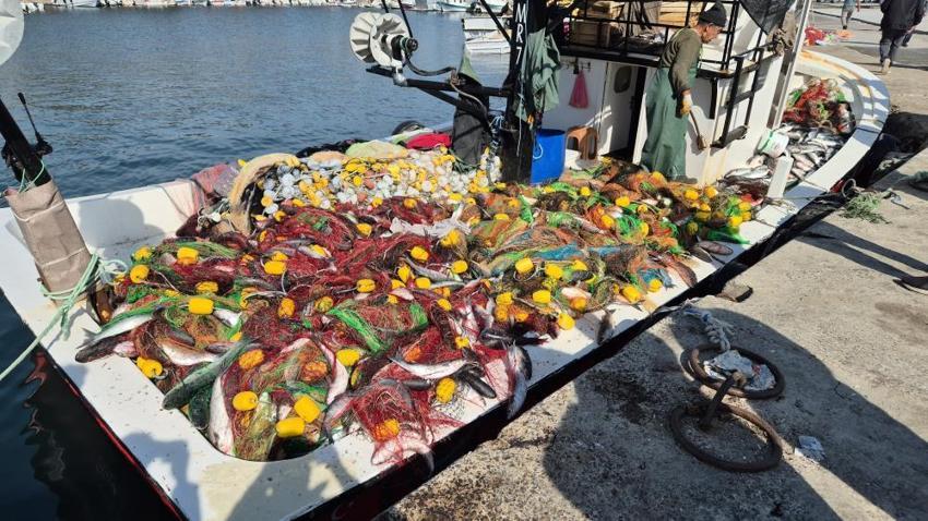 Tekirdağ'da ağlar dolup taştı! Tam 1,5 ton çıktı: Ağları çekerken zorlandılar