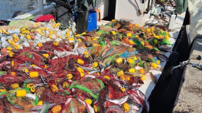Tekirdağ'da ağlar dolup taştı! Tam 1,5 ton çıktı: Ağları çekerken zorlandılar
