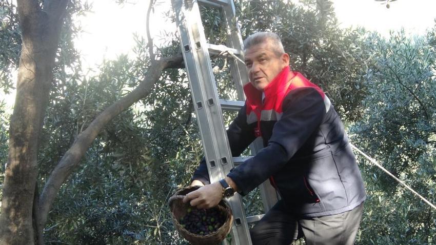 Diğer zeytinleri ikiye katladı! 4 kilosundan 1 kilo yağ çıkıyor: Hasat başladı, rekor bekleniyor