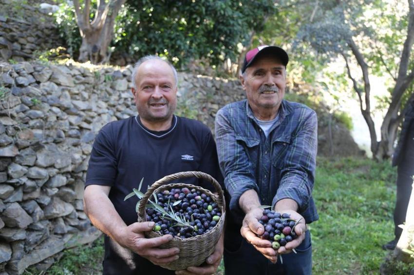 Diğer zeytinleri ikiye katladı! 4 kilosundan 1 kilo yağ çıkıyor: Hasat başladı, rekor bekleniyor