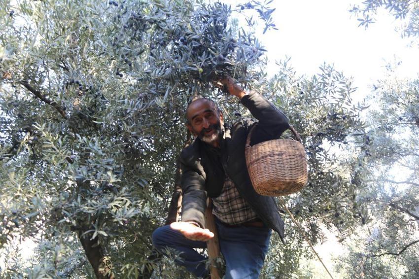 Diğer zeytinleri ikiye katladı! 4 kilosundan 1 kilo yağ çıkıyor: Hasat başladı, rekor bekleniyor
