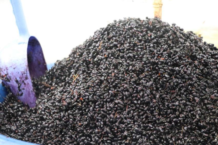 Birçok derde deva karamuk meyvesi tezgahlardaki yerini aldı! Tezgahta kilosu 70-100 TL arasında değişiyor