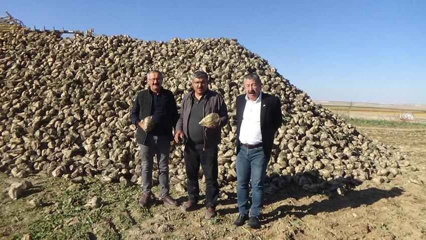 Tarım başkenti Konya'da hasat mesaisi devam ediyor! Konya Ovası'nda çiftçiler 4 yılda bir ekiyor
