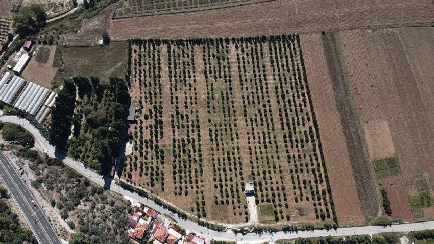 Muğla'da üreticiye alternatif gelir kapısı olan avokado üretimi yaygınlaşıyor
