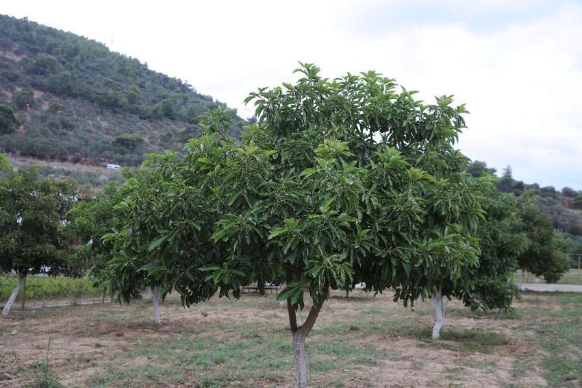 Muğla'da üreticiye alternatif gelir kapısı olan avokado üretimi yaygınlaşıyor