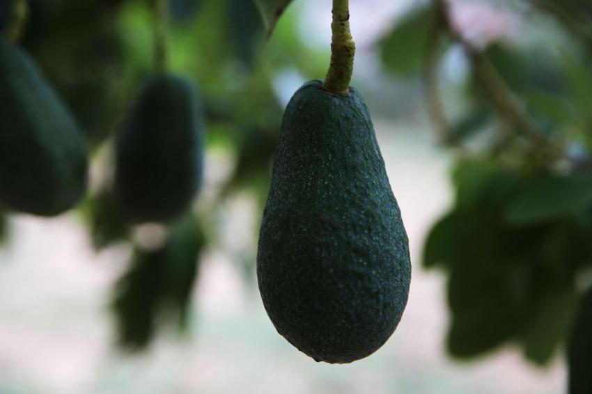 Muğla'da üreticiye alternatif gelir kapısı olan avokado üretimi yaygınlaşıyor