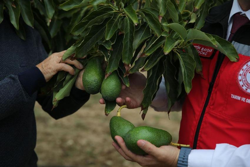 Muğla'da üreticiye alternatif gelir kapısı olan avokado üretimi yaygınlaşıyor