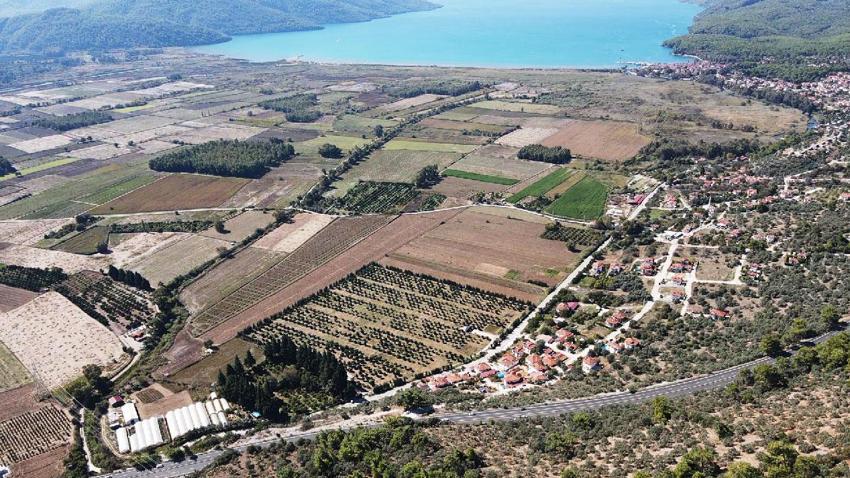 Muğla'da üreticiye alternatif gelir kapısı olan avokado üretimi yaygınlaşıyor