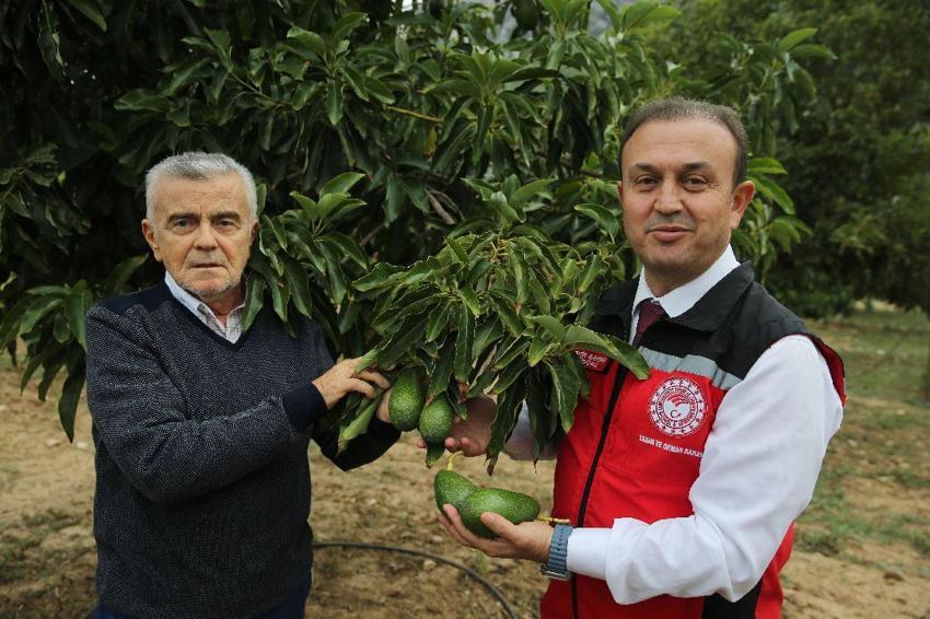Muğla'da üreticiye alternatif gelir kapısı olan avokado üretimi yaygınlaşıyor
