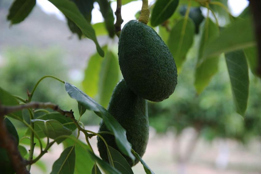 Muğla'da üreticiye alternatif gelir kapısı olan avokado üretimi yaygınlaşıyor