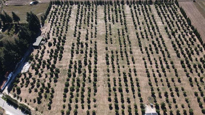 Muğla'da üreticiye alternatif gelir kapısı olan avokado üretimi yaygınlaşıyor