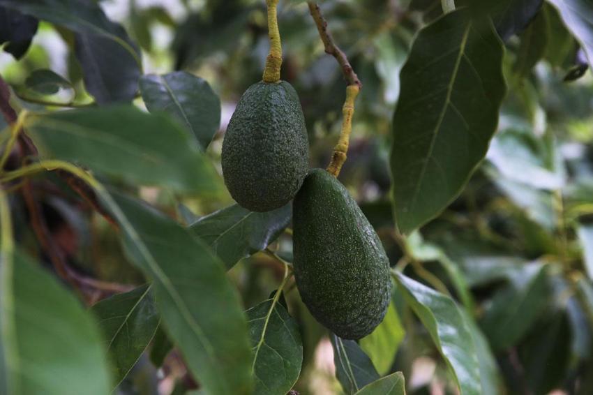 Muğla'da üreticiye alternatif gelir kapısı olan avokado üretimi yaygınlaşıyor