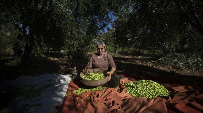 Mardin'in tescilli doğal lezzeti Derik zeytinin hasadı sürüyor